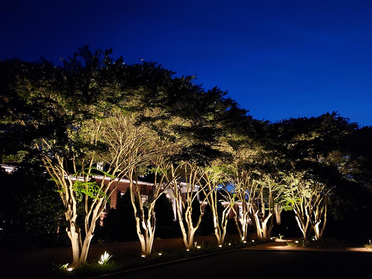 Night With Designer Tree Uplighting, Landscape Up Lighting