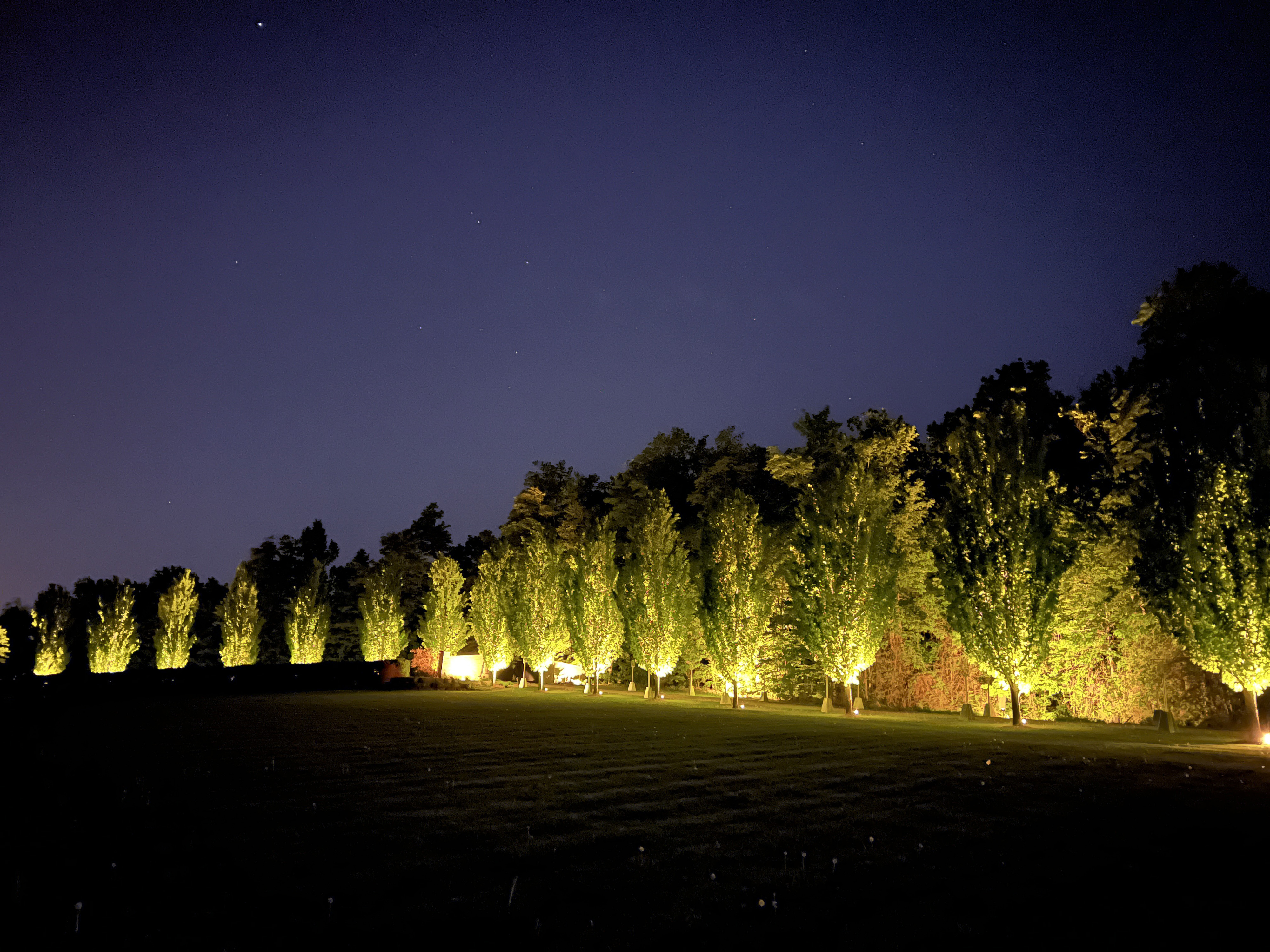 row of well-lit trees
