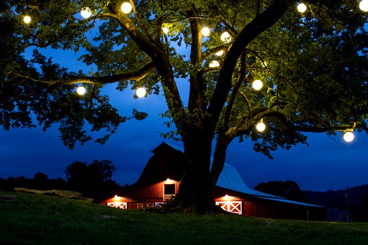Charlotte Decorative Outdoor Lighting, Decorative Outdoor Lights For Trees