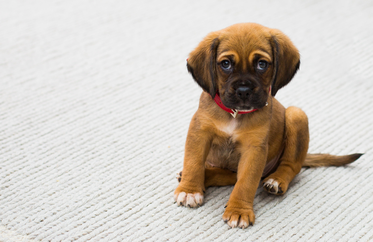 small brown puppy with red collar