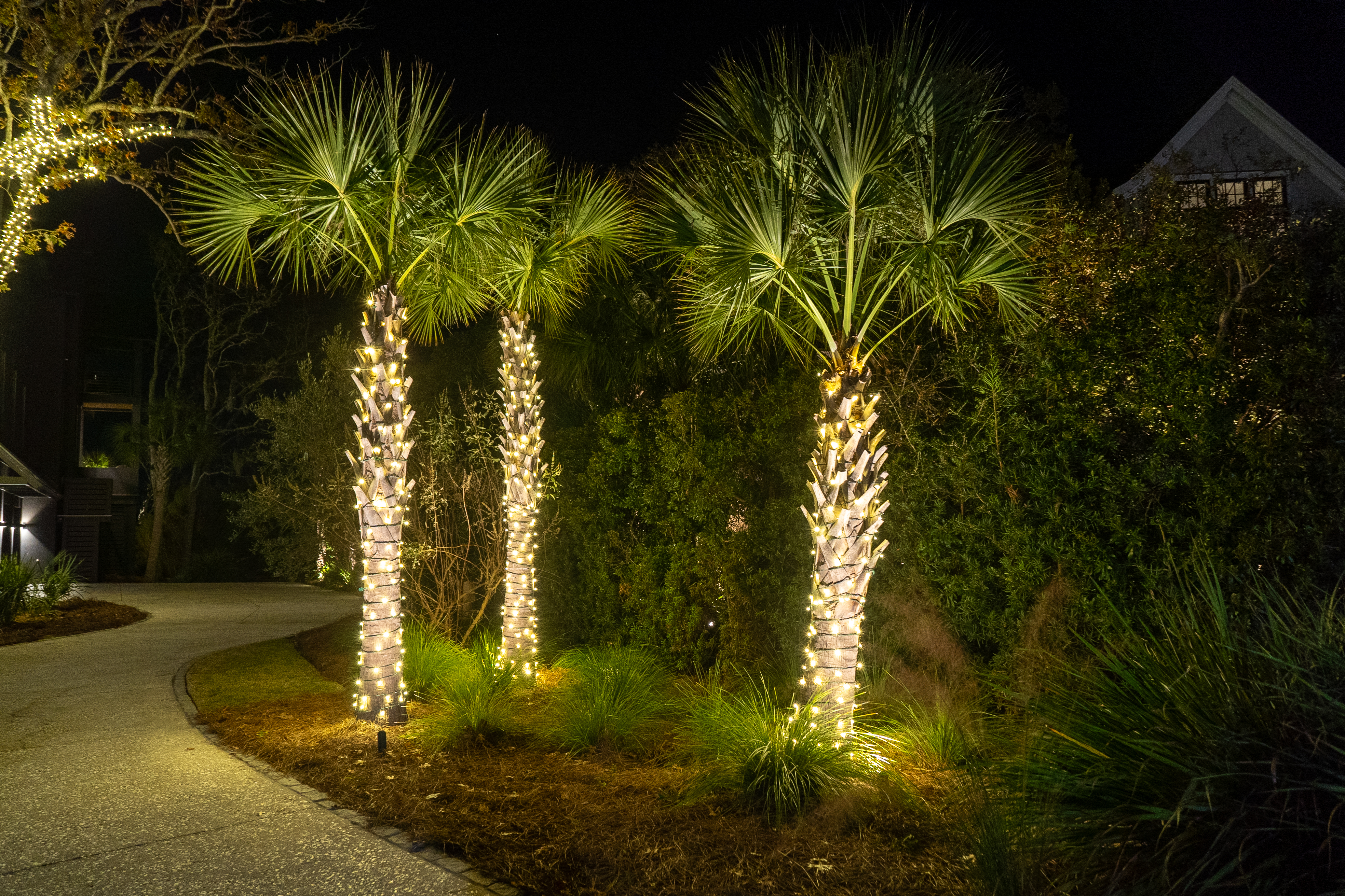 lights around palm trees