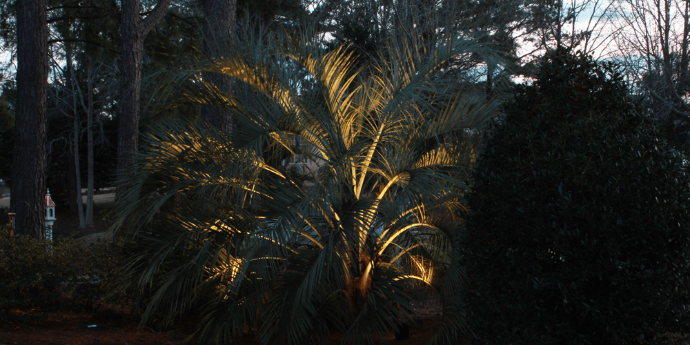 Palm tree with lighting