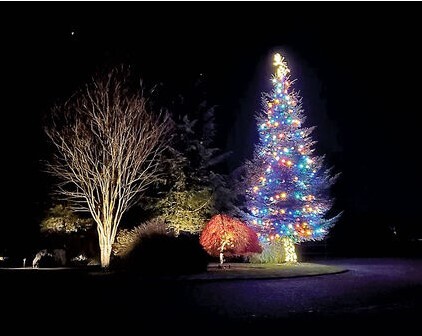 large outdoor tree with christmas lighting in everett