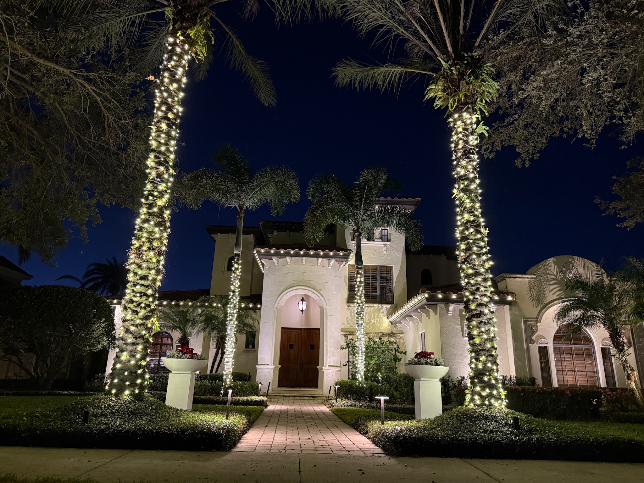 light up palm trees around house