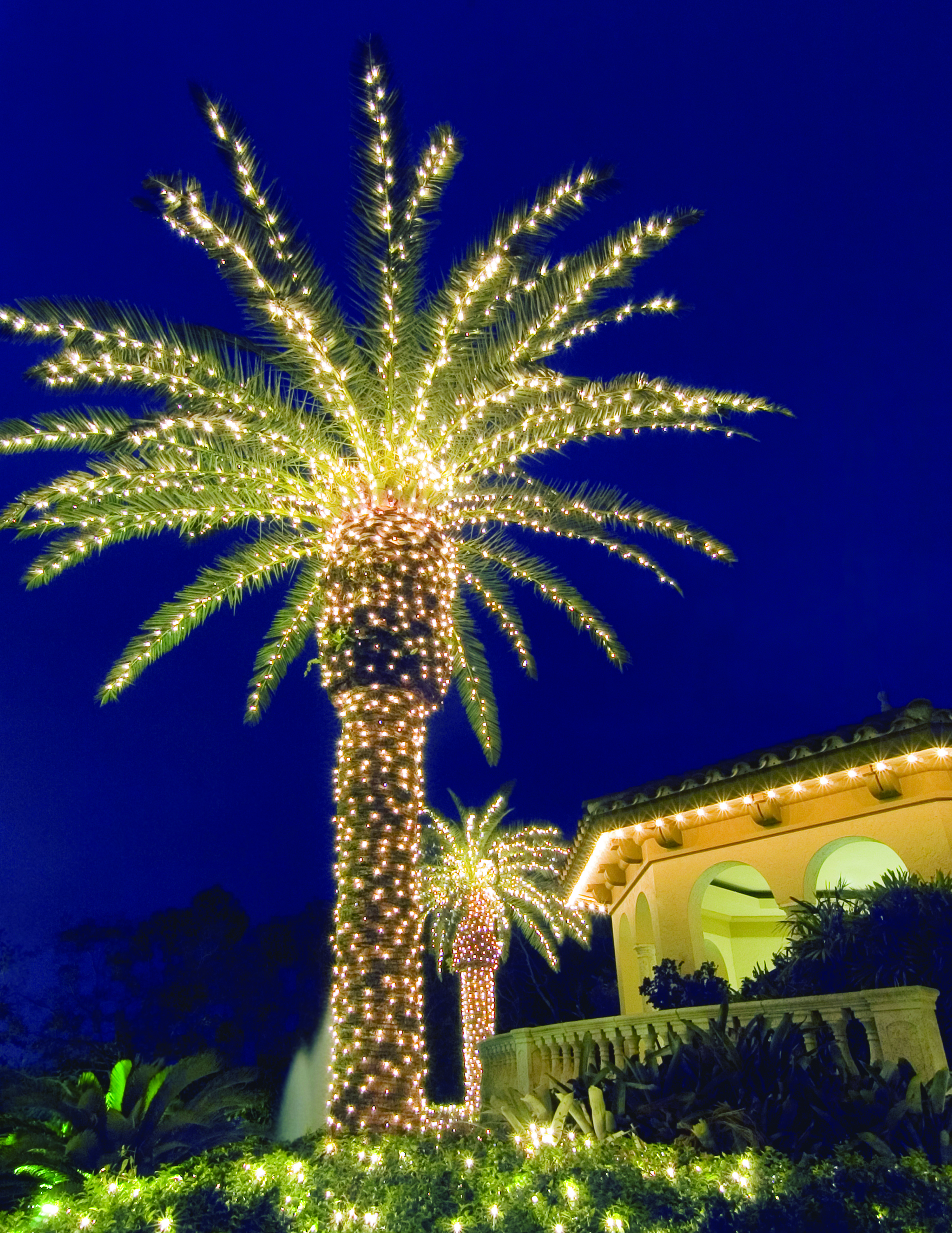 palm tree with lights
