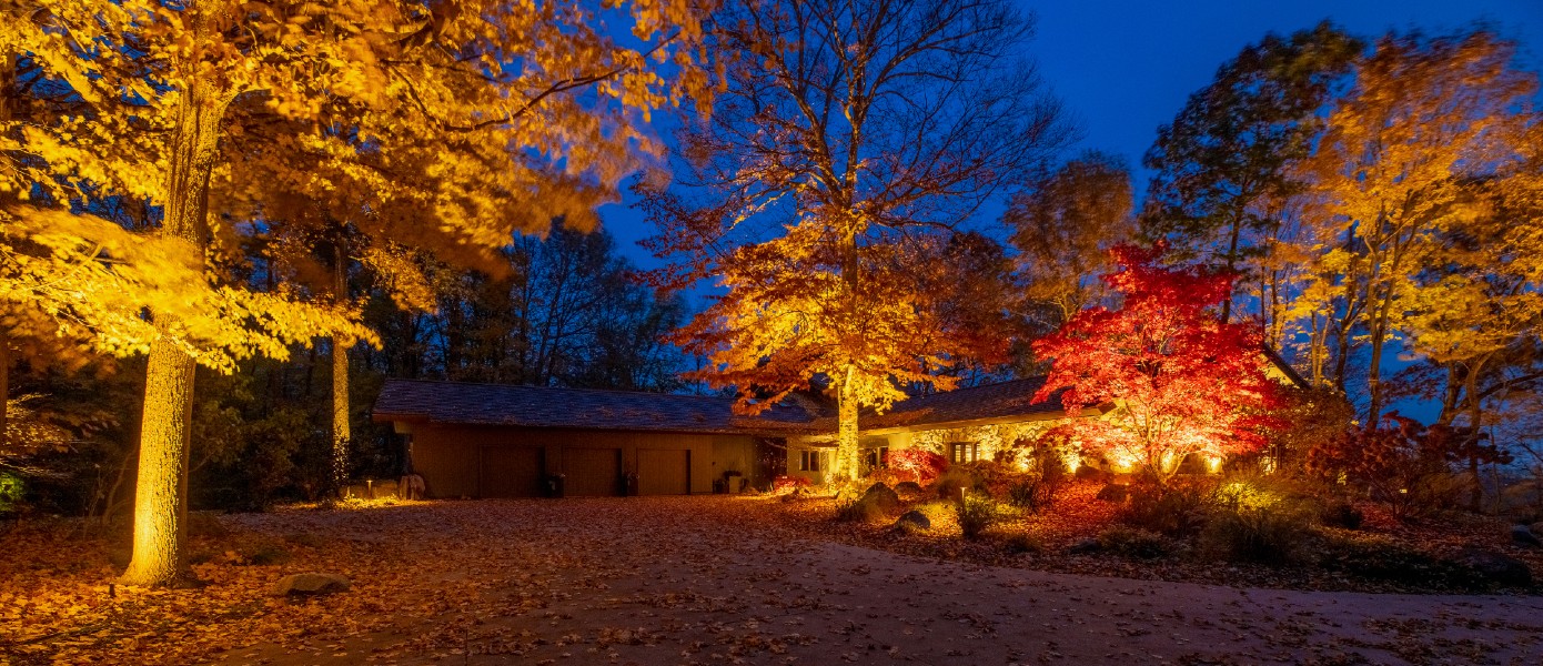 trees lit up during fall