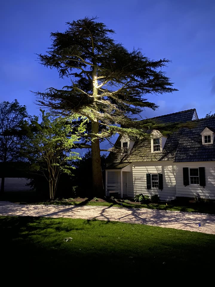 tree moonlighting
